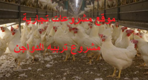 مشروع تربية الفراخ