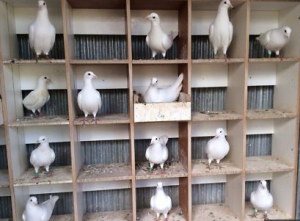 Project of pigeon breeding for beginners