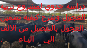 مشروع تربية العجول