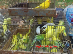 تربية عصافير الزينة
