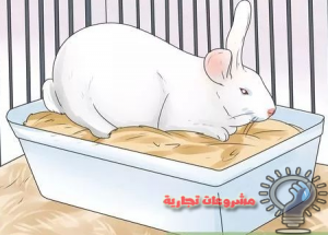 دراسة جدوي مشروع تربية الارانب