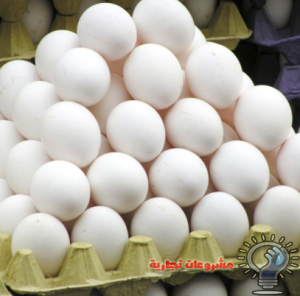 مشروع البيض البلدي فى مصر