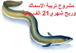 مشروع تربية الاسماك في الاحواض الجاهزه