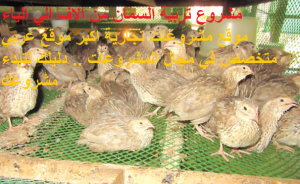مشروع تربية السمان بالمنزل