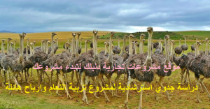 دراسة جدوي مشروع تربية النعام