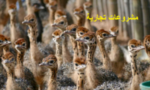 دراسة جدوي مشروع تسمين النعام