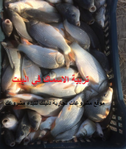 مشروع تربية الاسماك في البيت
