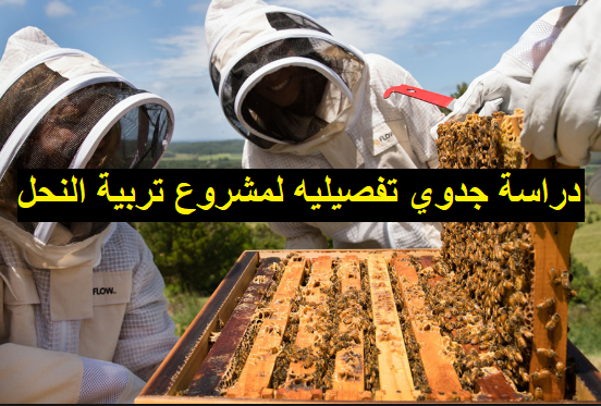 دراسة جدوي مشروع تربية النحل