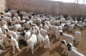 مشروع تربية الاغنام 2021