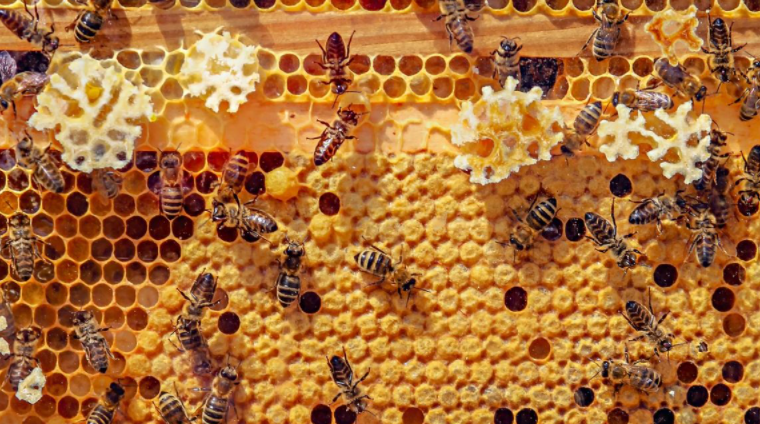 دراسة جدوي مشروع تربية النحل